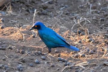 Blue Starling in Kruger National Park in South Africa RSA