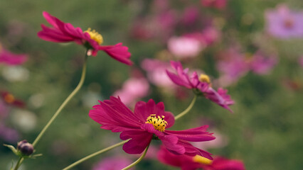pink cosmos flower