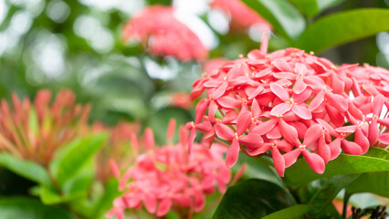 red and white dahlia