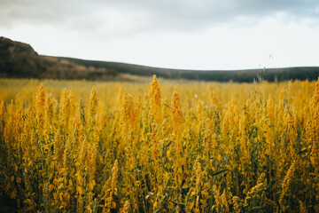 campos de quinua amarilla. Concepto de agricultura y alimentos saludables. (Peru)