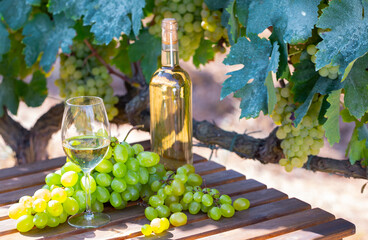 Still life with bottle of white wine, glass of wine and grapes on table in vineyards