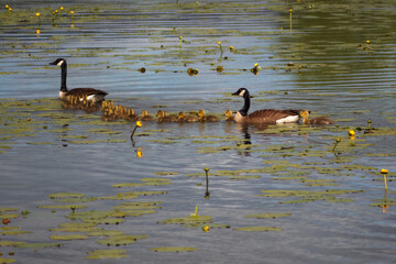 goose family mother and father birds in water wildlife nature spring chicks in Danville Quebec