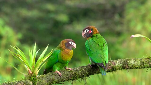 a pair of brown-hooded parrot perched on a branch at boca tapada in costa rica