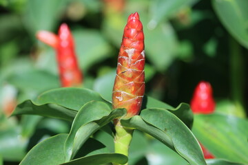 Cambodia. Costus spicatus, also known as spiked spiralflag ginger or Indian head ginger, is a...