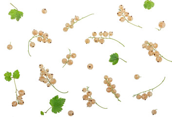 Berries of white currants isolated on white background.