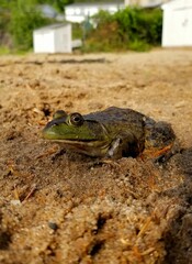 Frog on a beach