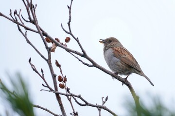 大きな声でさえずるカヤクグリ＠室堂、富山