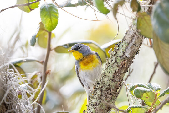 Northern parula (Setophaga americana) in Sarasota, Florida