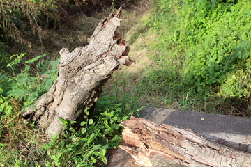 broken tree to the ground