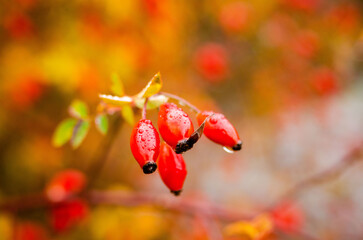 close up of a bunch of rosehip