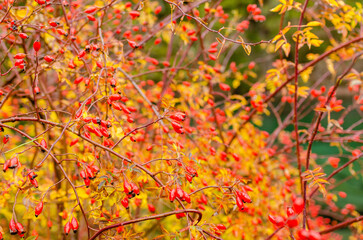 big plant of rosehip in autumn