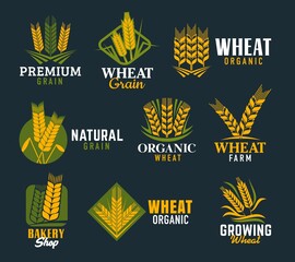 Agriculture cereal ears and spikes. Vector wheat, rye and barley stalk isolated symbols of gold spikelets, ripe grains, yellow and green leaves. Bakery, bread and organic cereal food shop