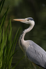 低危険種のアオサギ