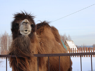 big camel animal looks with its muzzle funny pet
