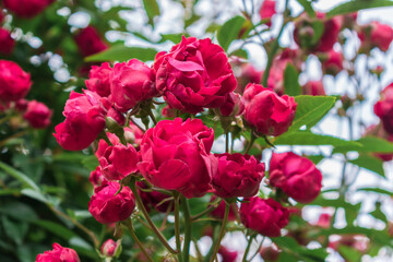 春のバラ園に咲く赤いバラ