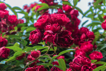 春のバラ園に咲く赤いバラ