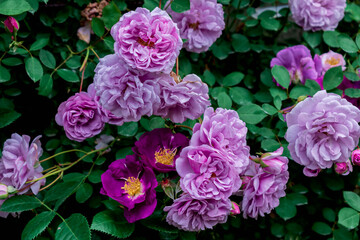 春のバラ園に咲く紫色のバラ