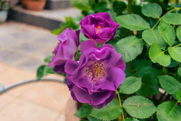 春のバラ園に咲く紫色のバラ