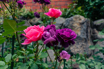 春のバラ園に咲く色とりどりのバラ