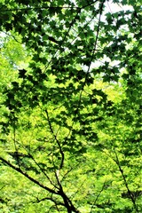  栃木県塩原渓谷の青紅葉（竜化の滝）