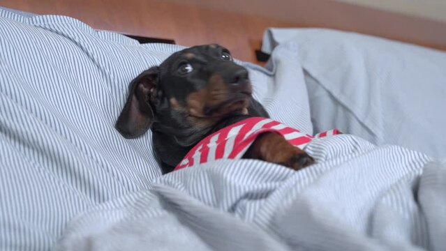 Tired or sick little dachshund puppy is lying on bed with sad eyes on his face, looking at camera close-up. A sad dog in striped pajamas is lying on pillows and waiting for arrival of owner. 