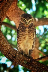 horned owl
