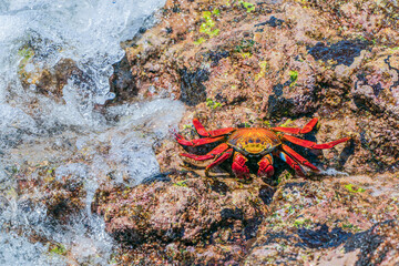 Grapsus grapsus (Sally Lightfoot crab)