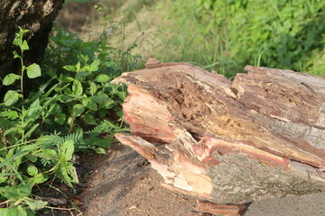 broken tree to the ground