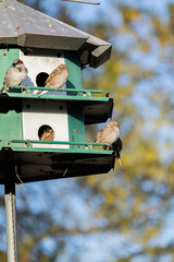 Backyard Southern Birdhouse with Birds