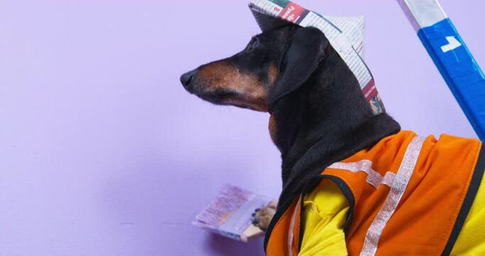 Black dachshund dog paints wall in purple color with brush. Domestic animal in handmade paper cap and orange vest makes renovation at home closeup