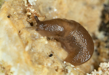 Lemon slug, Malacolimax tenellus feeding on fungus, macro photo