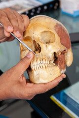 Dentist showing the mouth anatomy usig a human skull