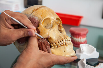 Dentist showing the mouth anatomy usig a human skull