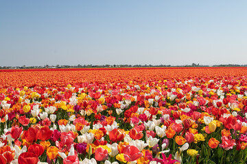 Dutch Tulip Field in Spring