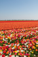 Dutch Tulip Field in Spring
