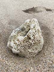 Fototapeta na wymiar coral on the beach
