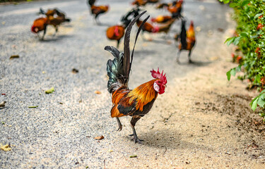 A wild fowl that lives in a temple is out walking on the road inside the temple.