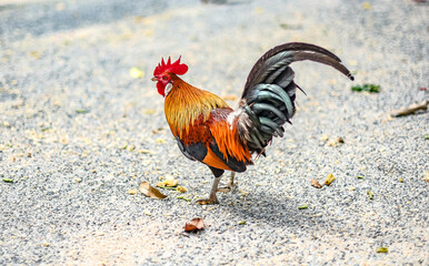 Fototapeta na wymiar A wild fowl that lives in a temple is out walking on the road inside the temple.