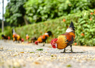 A wild fowl that lives in a temple is out walking on the road inside the temple.