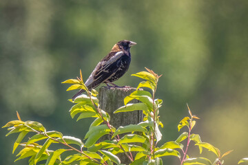 A male Bobolink (Dolichonyx oryzivorus) perches on a wooden post during its migratory springtime visit in Raleigh, North Carolina.