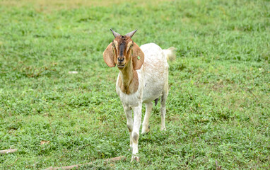 The caged goat was grazing on the young grass in the cage.