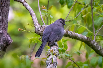 Obraz premium A Gray Catbird gives an inquisitive glance. Raleigh, North Carolina.