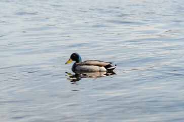 Obraz premium wild duck on the river on a summer day