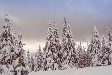 Snow spruces among snowdrifts in winter forest. Branches of trees bent from weight of snowfall....