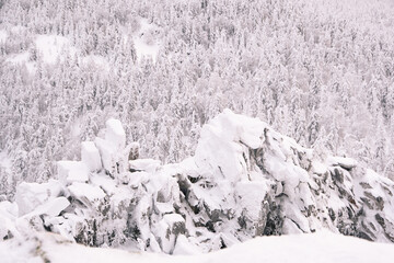 Winter landscape with snow covered rock cliff on slope. Coniferous forest after snowstorm. Wood in ice, branches became fluffy from frost. Hill is covered with firs like white carpet.