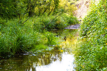 Calm forest river with trees on shore. Stones in bed of mountain stream.