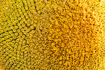 Yellow sunflower inflorescences as background. Warming seeds for manufacture of sunseed oil, attracting insects for honey