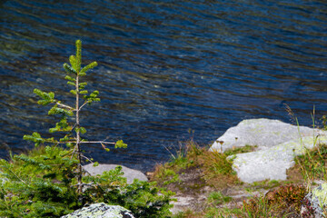 Lonely spruce on banks of river on autumn day. Young coniferous tree with lake. Free space for text, selective focus.
