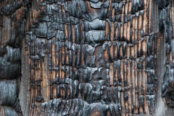 Structure of burnt tree trunk, charred log as background. Consequences of fire, danger of flame in forest