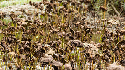Old withered leaves of lotus stick out above pond. Death of plants due to deterioration of water quality. Disruption of river ecosystem, sharp cooling - obrazy, fototapety, plakaty